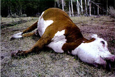 deadcow.jpg (23303 bytes)